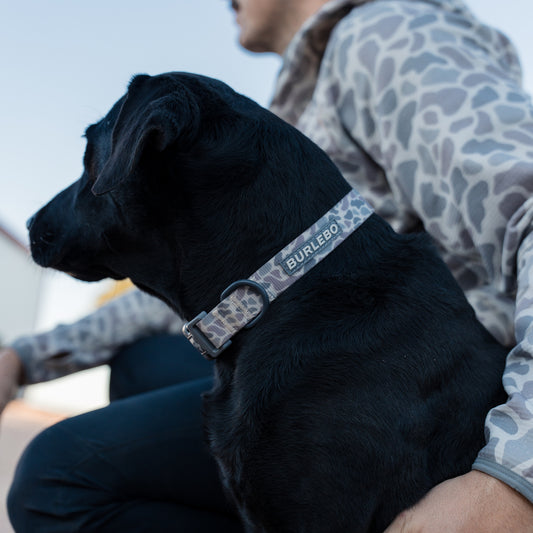 Black dog wearing a collar with 'Burlebo' branding, sitting on a person's lap.